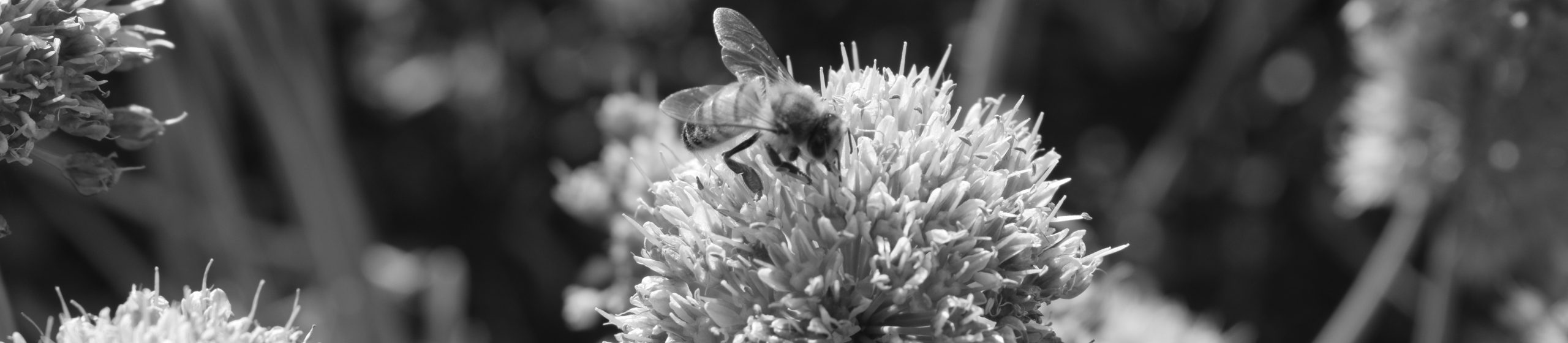 About photography showcase