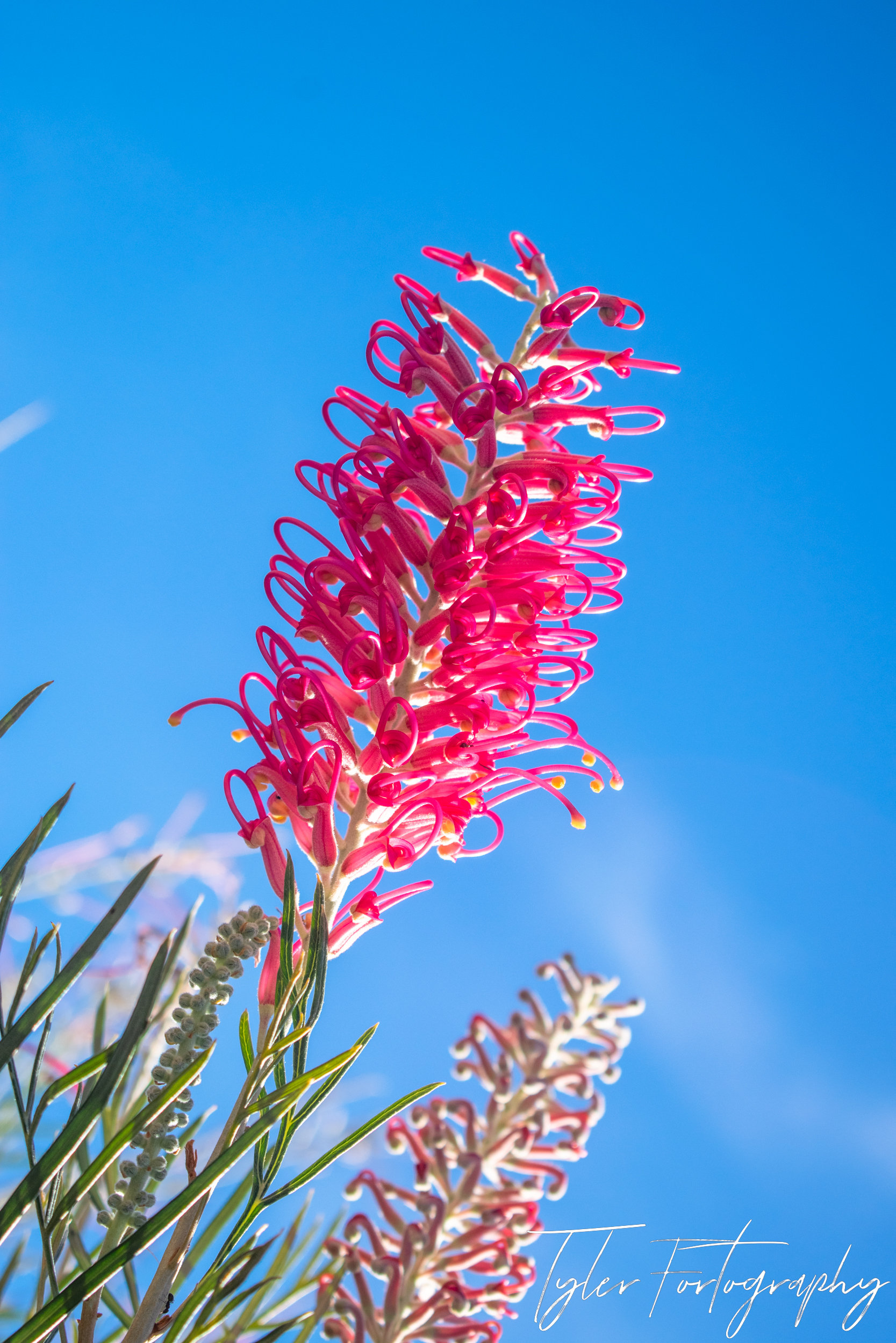 Blooming Grevillea