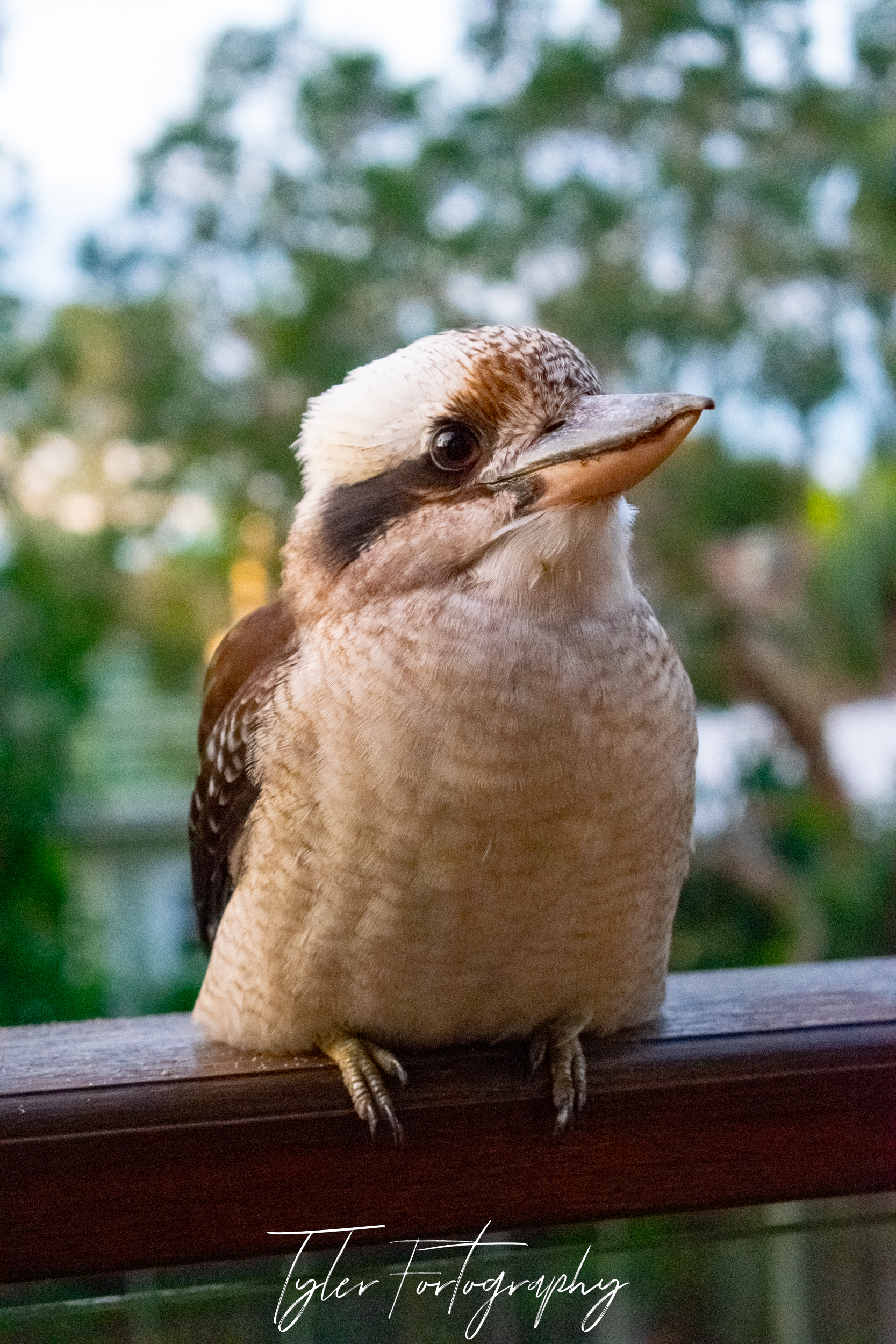 Friendly Kookaburra