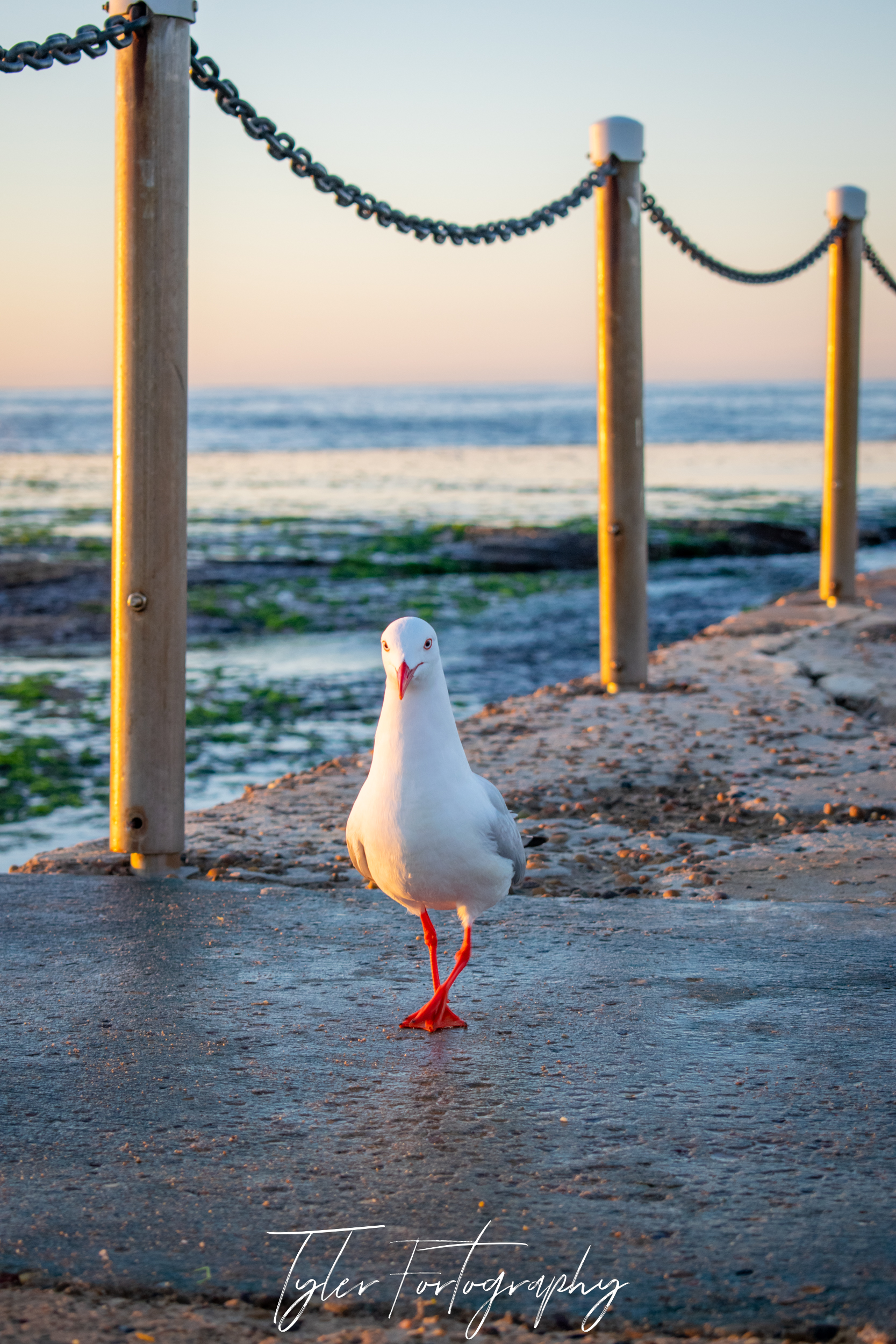 Seagull