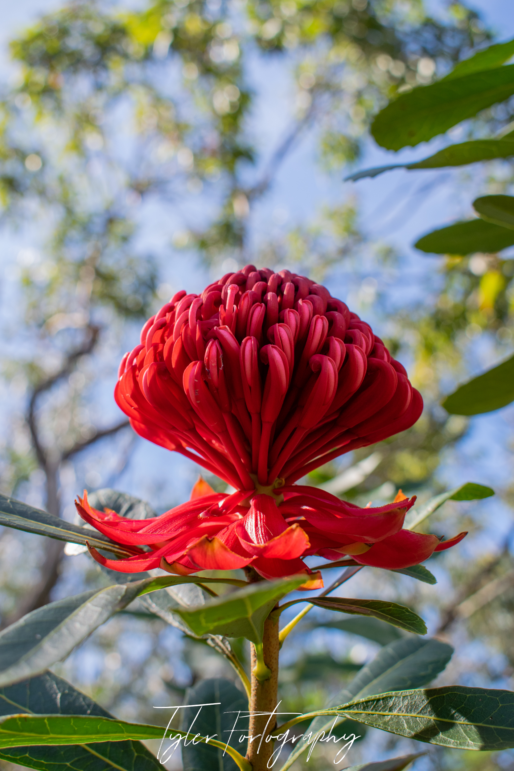 Perfect Waratah