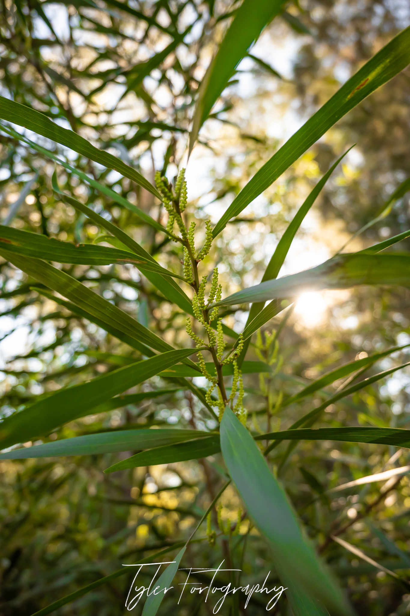 Wattle Pre Bloom